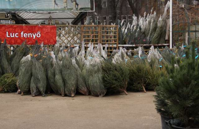 Minden fortély, amit a karácsonyfa szállításáról tudni érdemes