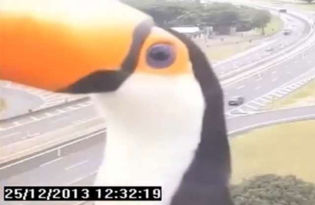 Cuki videó: egzotikus madár viccelte meg a São Paulo autópályáját figyelőket