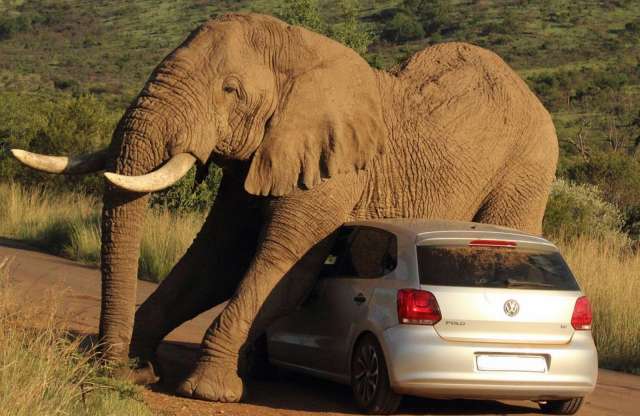A kanos elefánt esete a Volkswagen Polóval