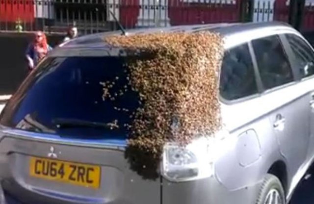Több ezer méh kívánt bejutni a Mitsubishi Outlander PHEV csomagterébe