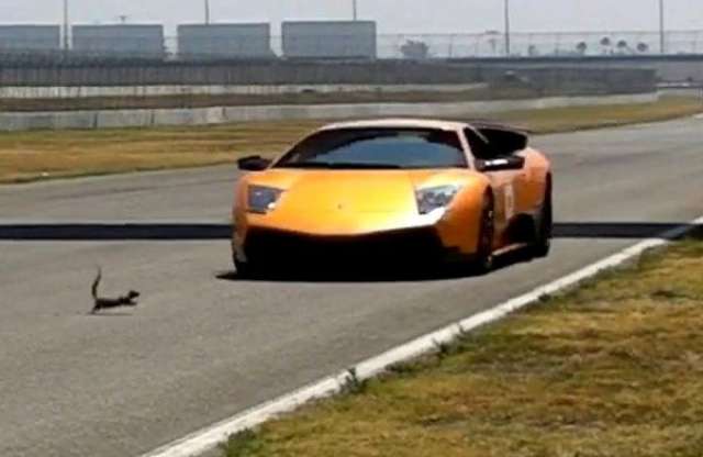 A világ leggyorsabb mókusa a Lamborghini ellen